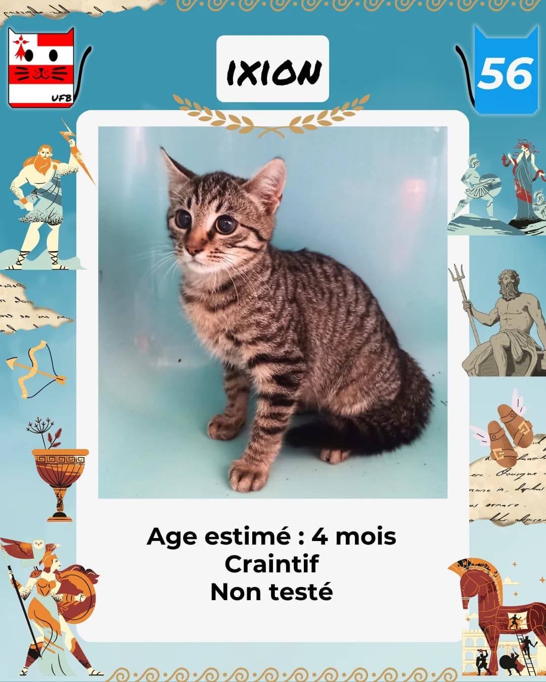 Ixion, Mixed Breed for adoption at Urgences Fourrières Bretagne