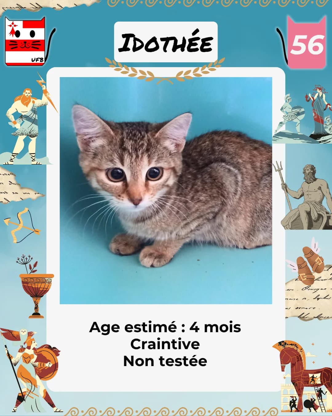 Idothée, Mixed Breed for adoption at Urgences Fourrières Bretagne