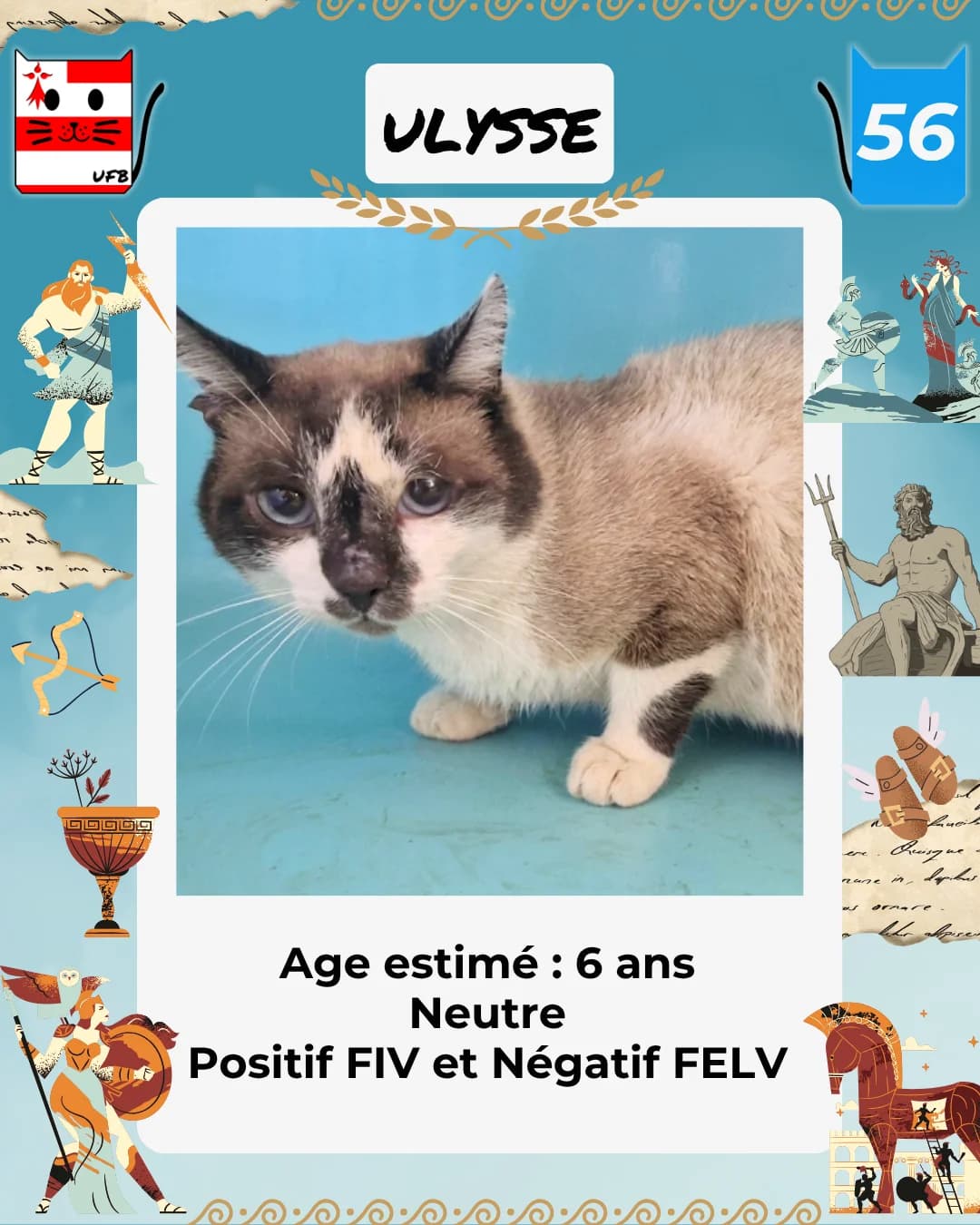 Ulysse, Mixed Breed for adoption at Urgences Fourrières Bretagne