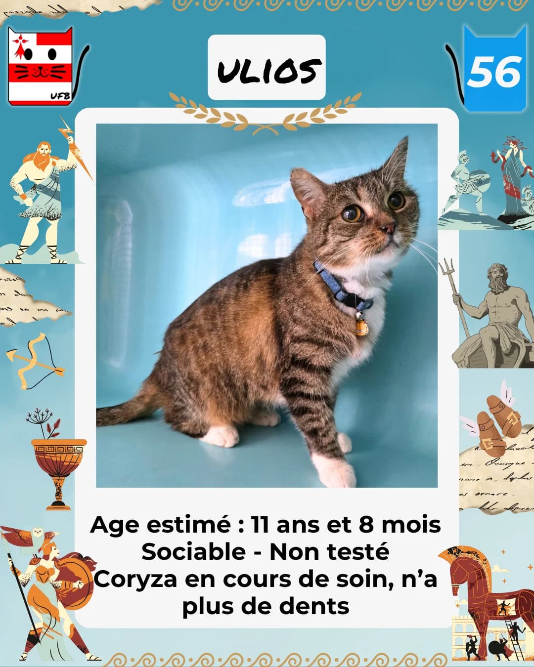 Ulios, Mixed Breed for adoption at Urgences Fourrières Bretagne