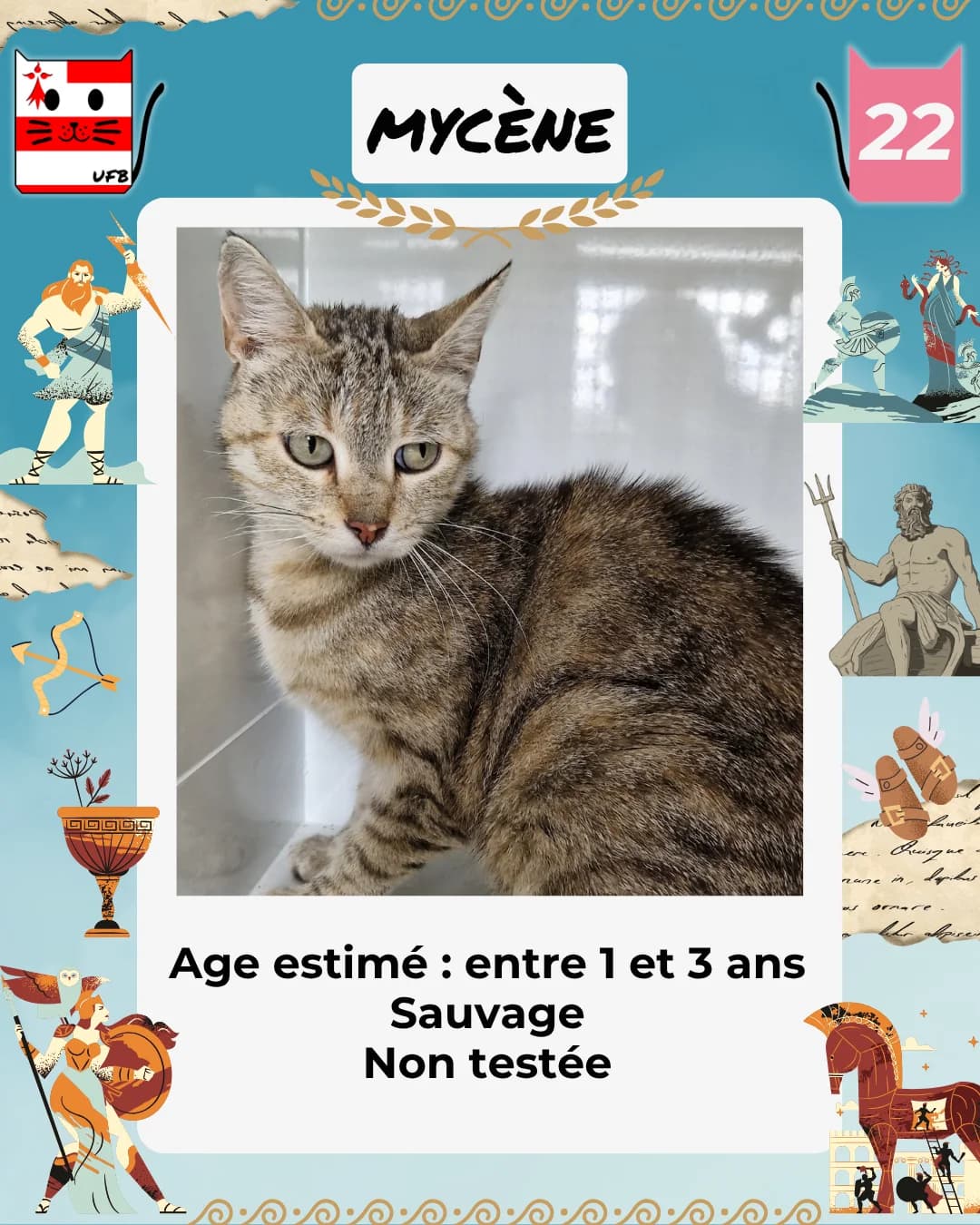 Mycène, Mixed Breed for adoption at Urgences Fourrières Bretagne