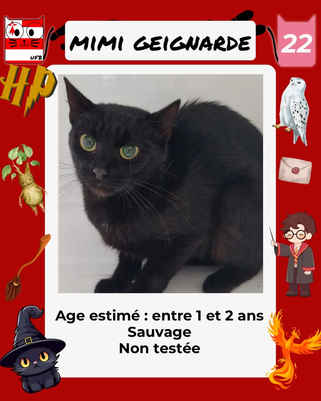 Mimi Geignarde, Mixed Breed for adoption at Urgences Fourrières Bretagne