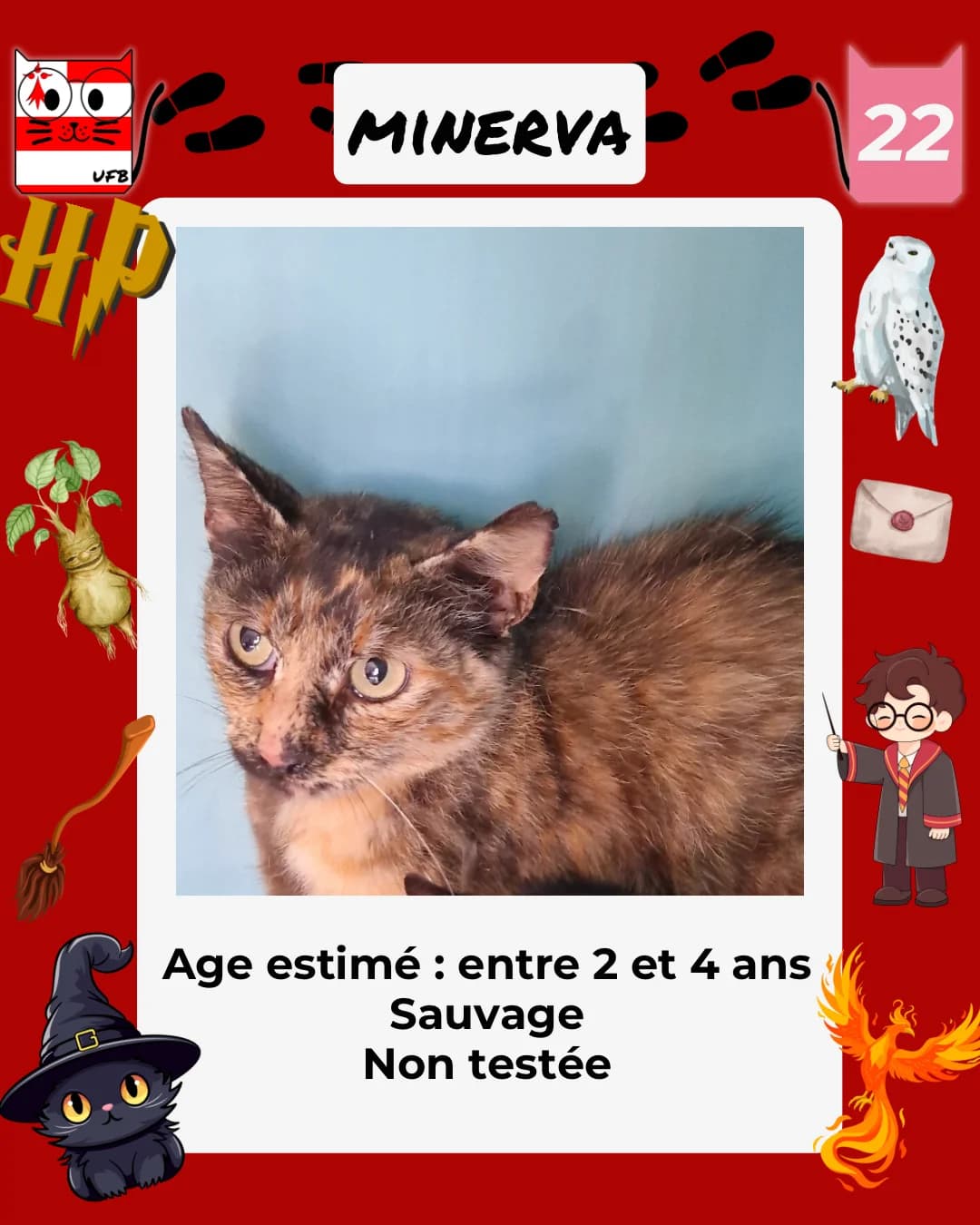 Minerva, Mixed Breed for adoption at Urgences Fourrières Bretagne