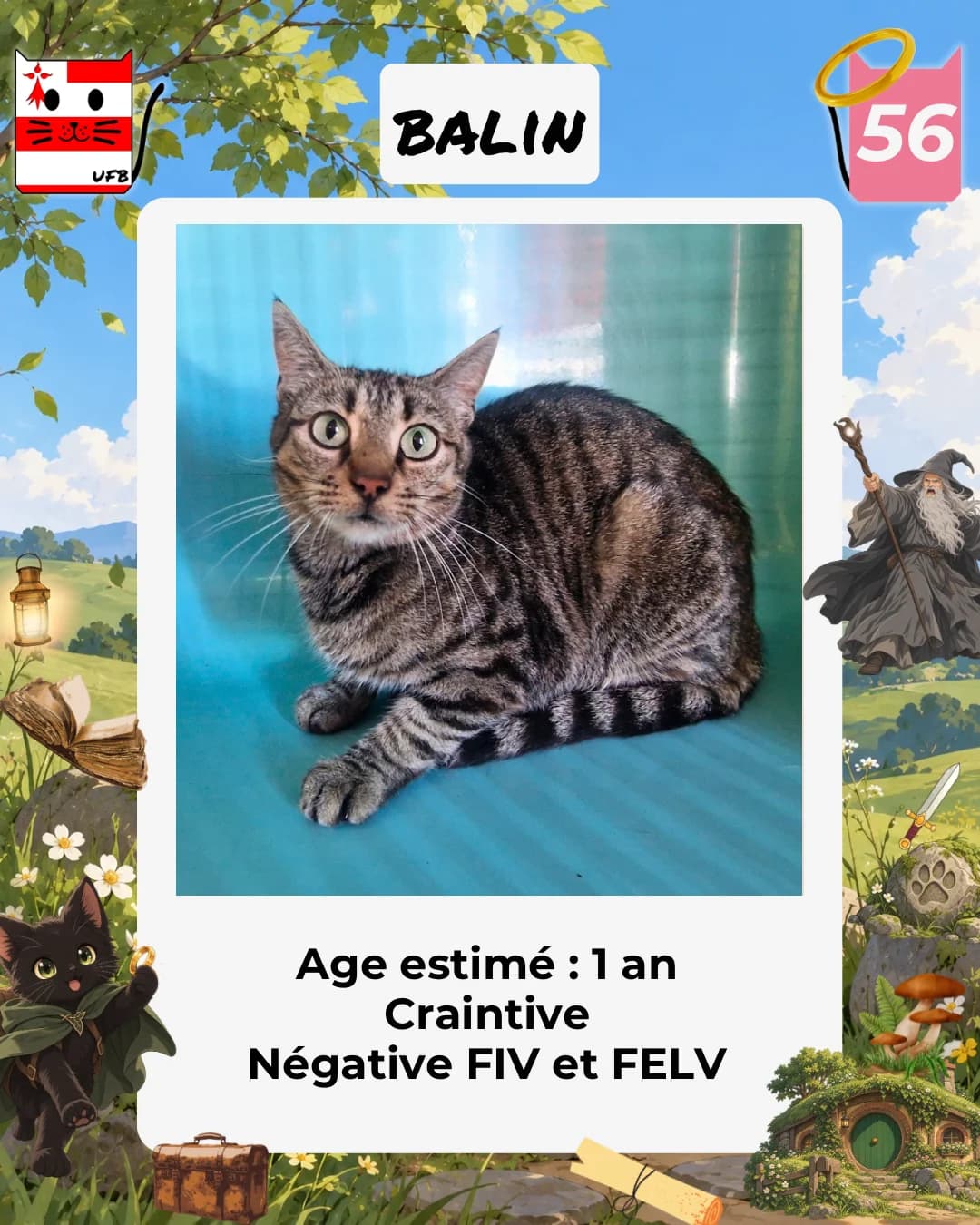Balin, Mixed Breed for adoption at Urgences Fourrières Bretagne
