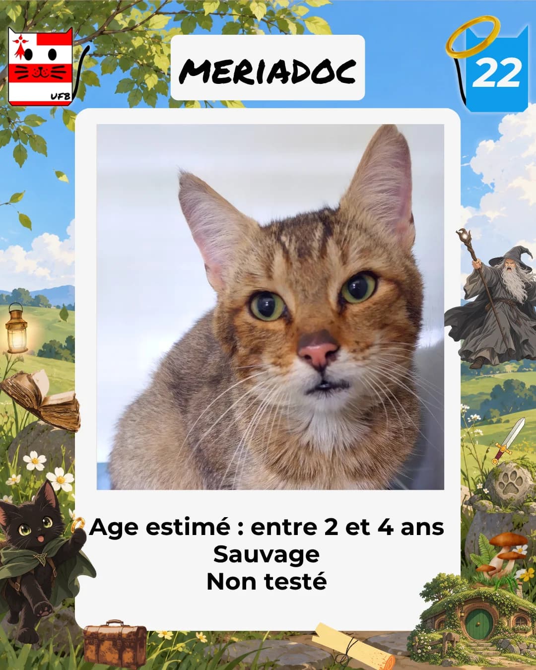 Meriadoc, Mixed Breed for adoption at Urgences Fourrières Bretagne
