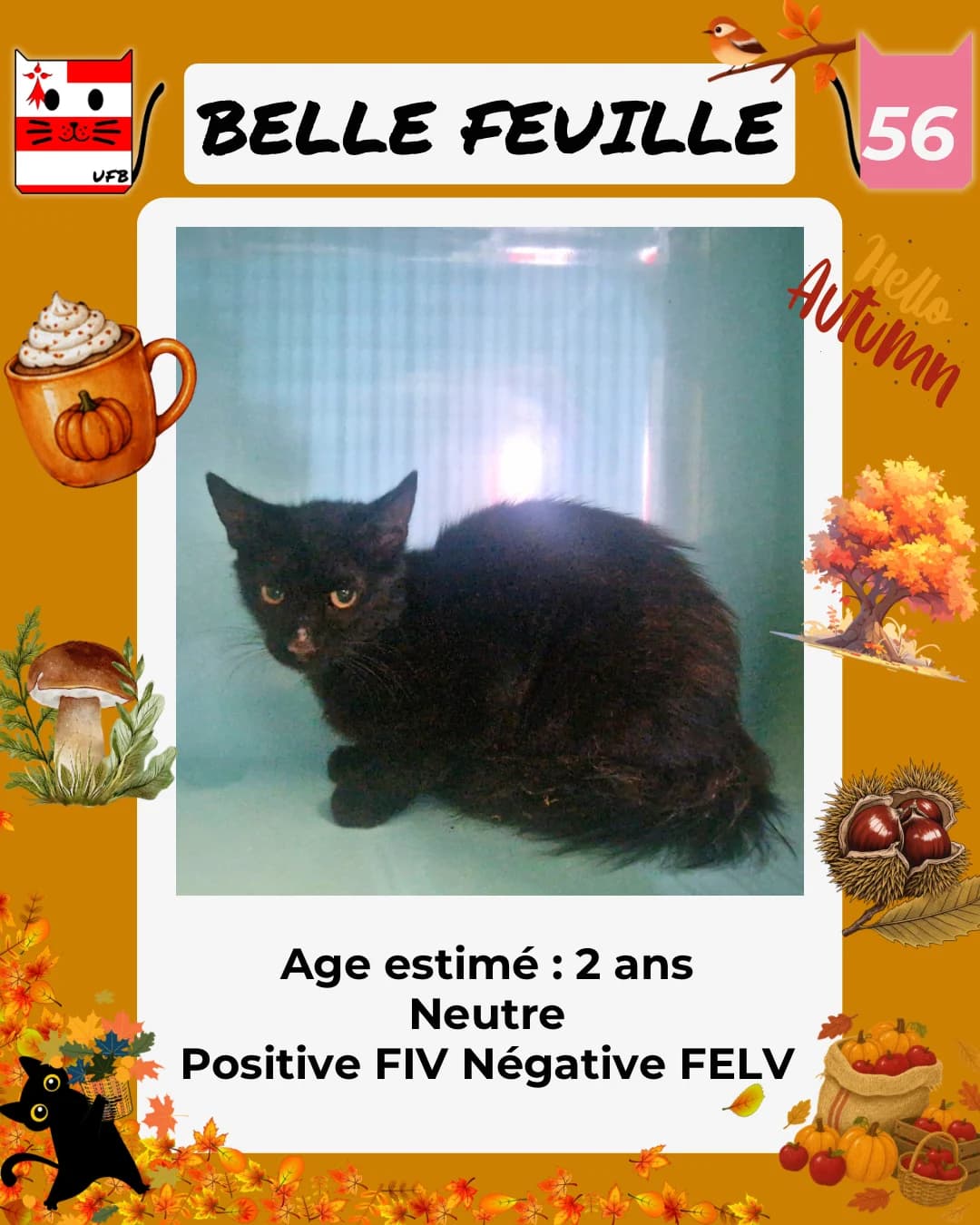 Belle Feuille, Mixed Breed for adoption at Urgences Fourrières Bretagne