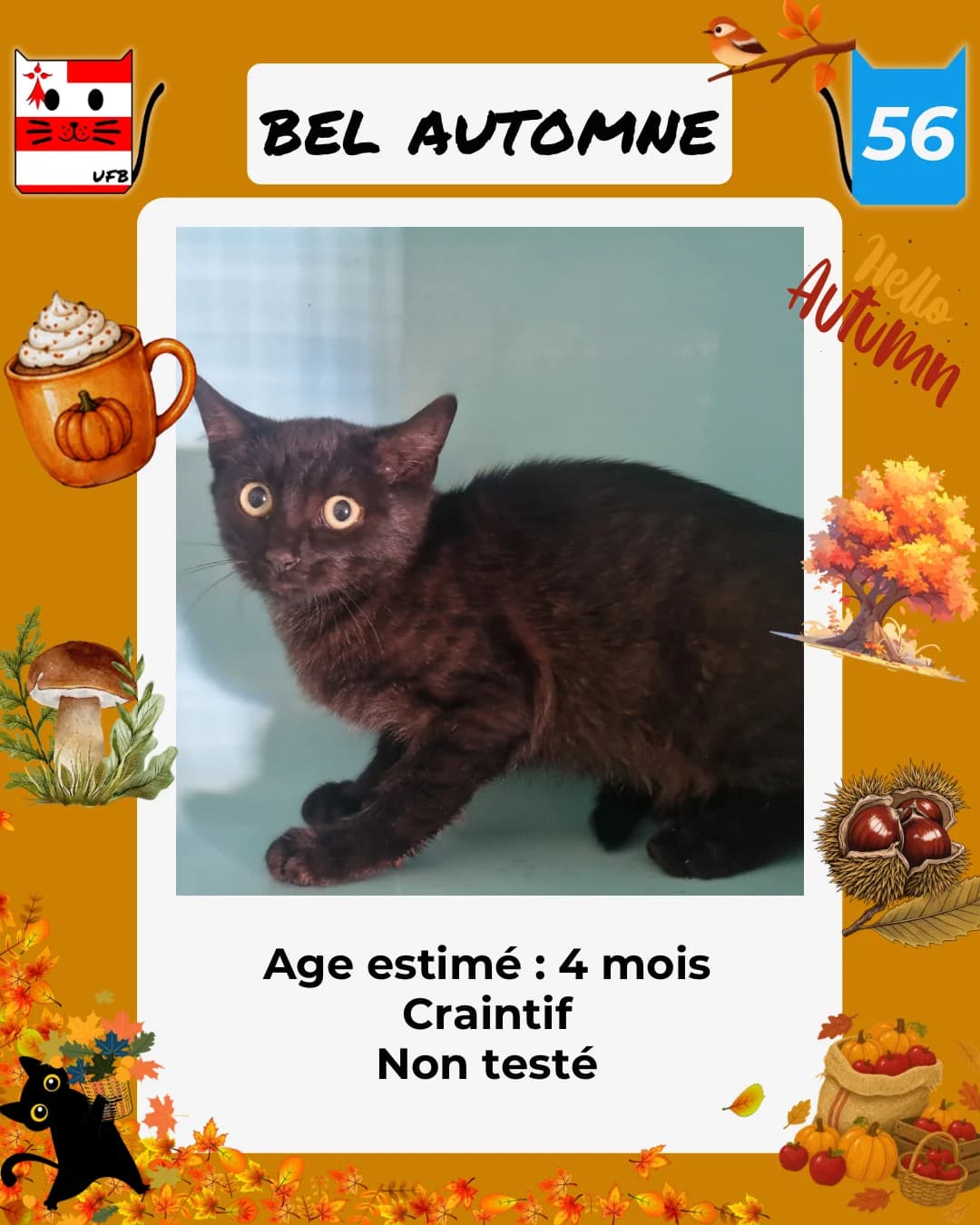 Bel Automne, Mixed Breed for adoption at Urgences Fourrières Bretagne