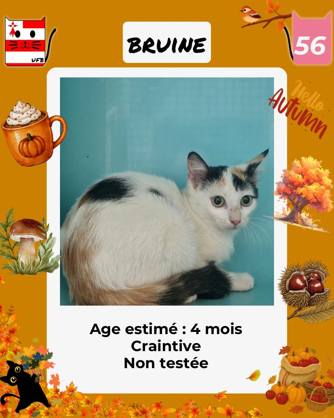 Bruine, Mixed Breed for adoption at Urgences Fourrières Bretagne