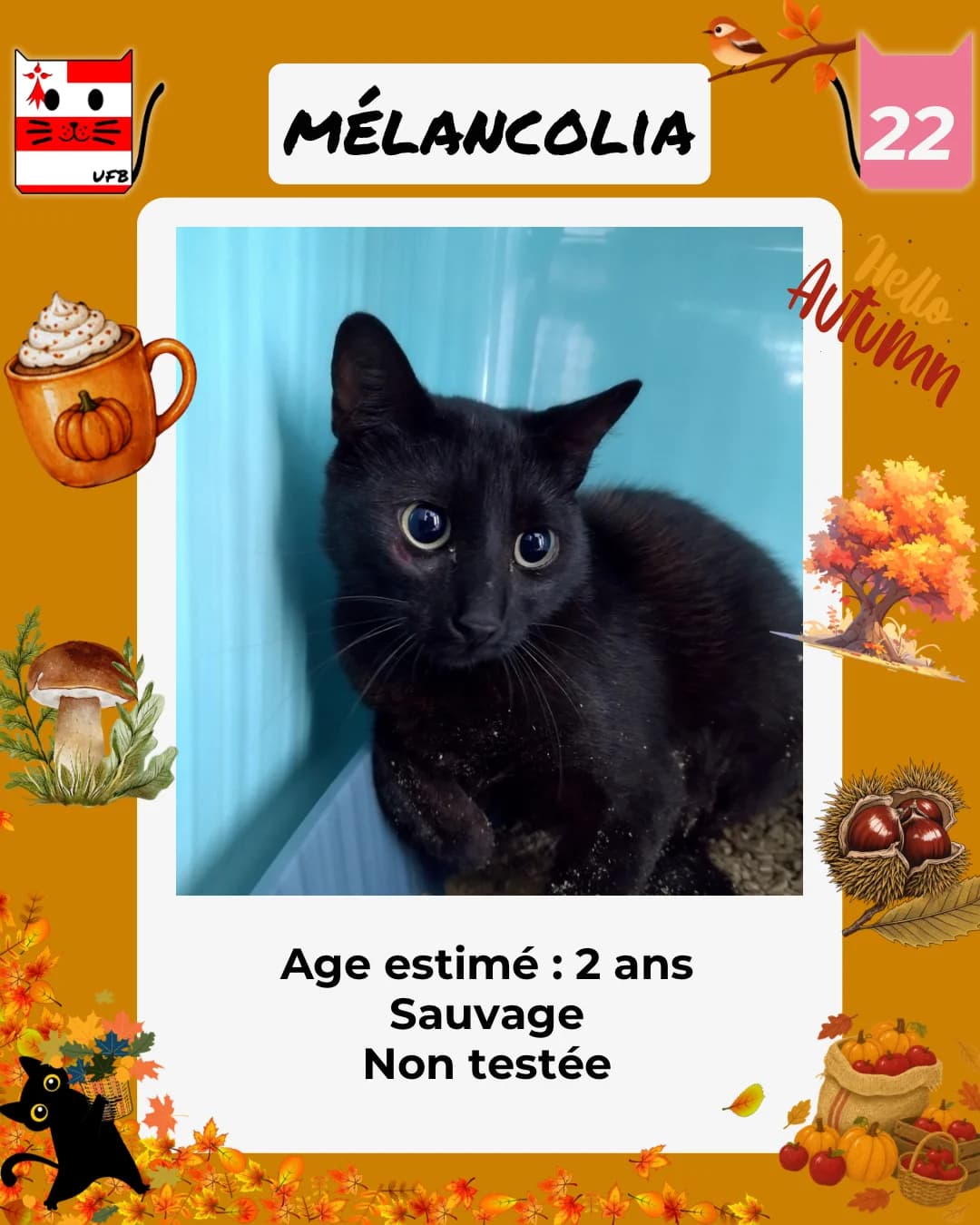 Mélancolia, Mixed Breed for adoption at Urgences Fourrières Bretagne