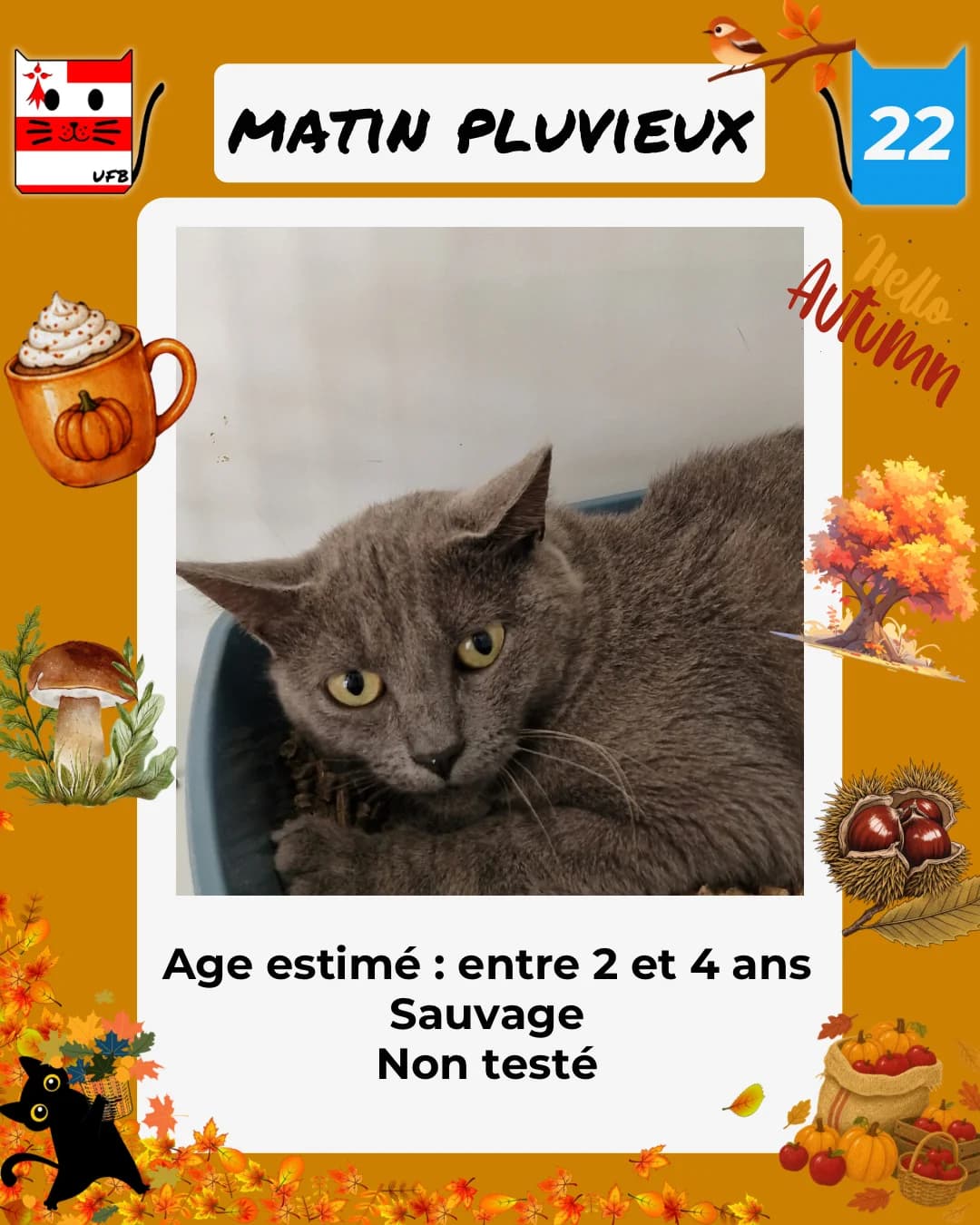 Matin Pluvieux, Mixed Breed for adoption at Urgences Fourrières Bretagne