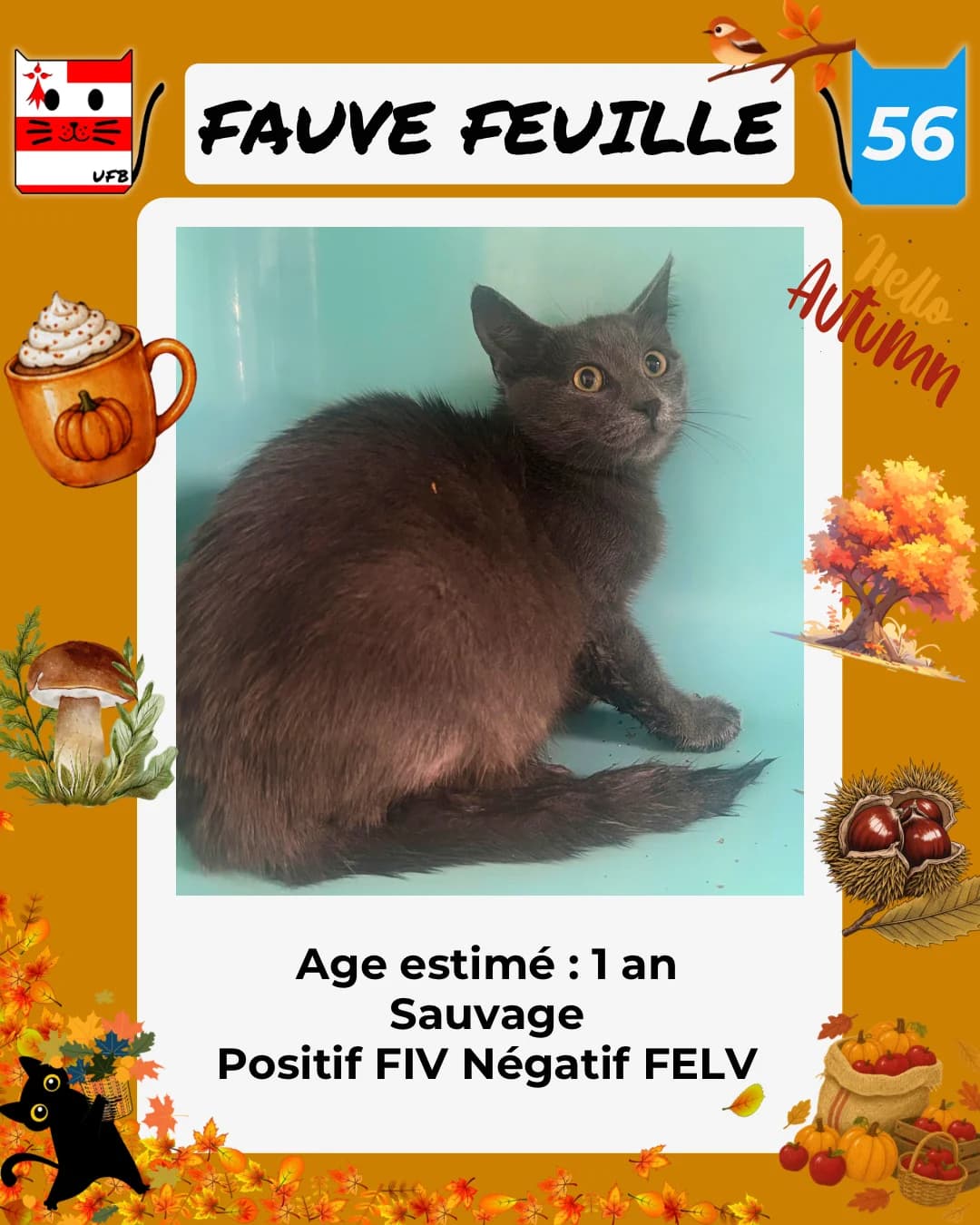 Fauve Feuille, Mixed Breed for adoption at Urgences Fourrières Bretagne