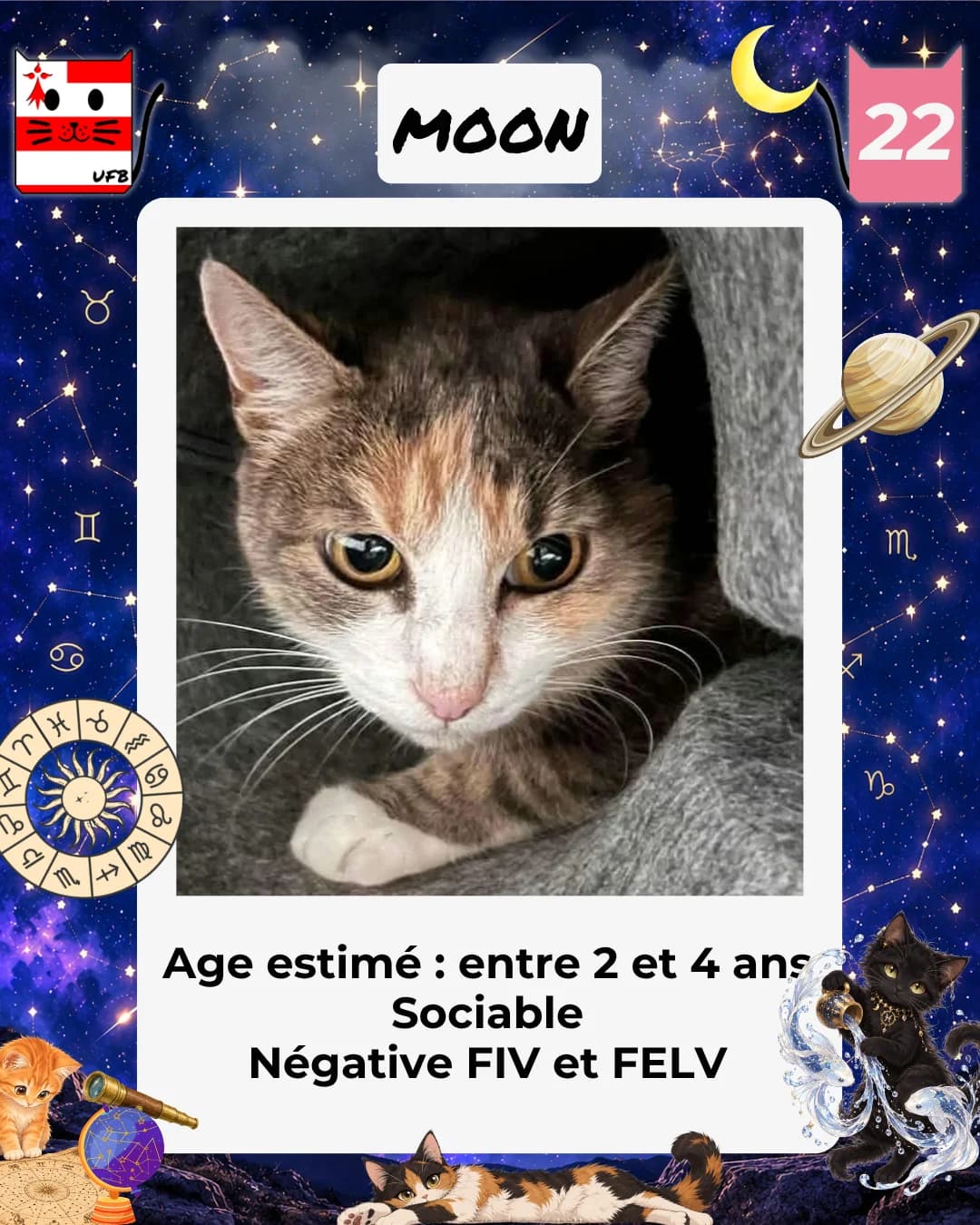 Moon, Mixed Breed for adoption at Urgences Fourrières Bretagne