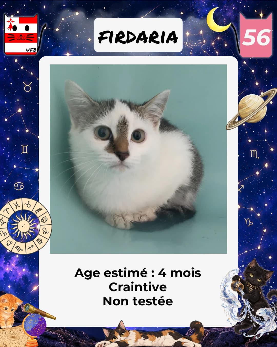 Firdaria, Mixed Breed for adoption at Urgences Fourrières Bretagne