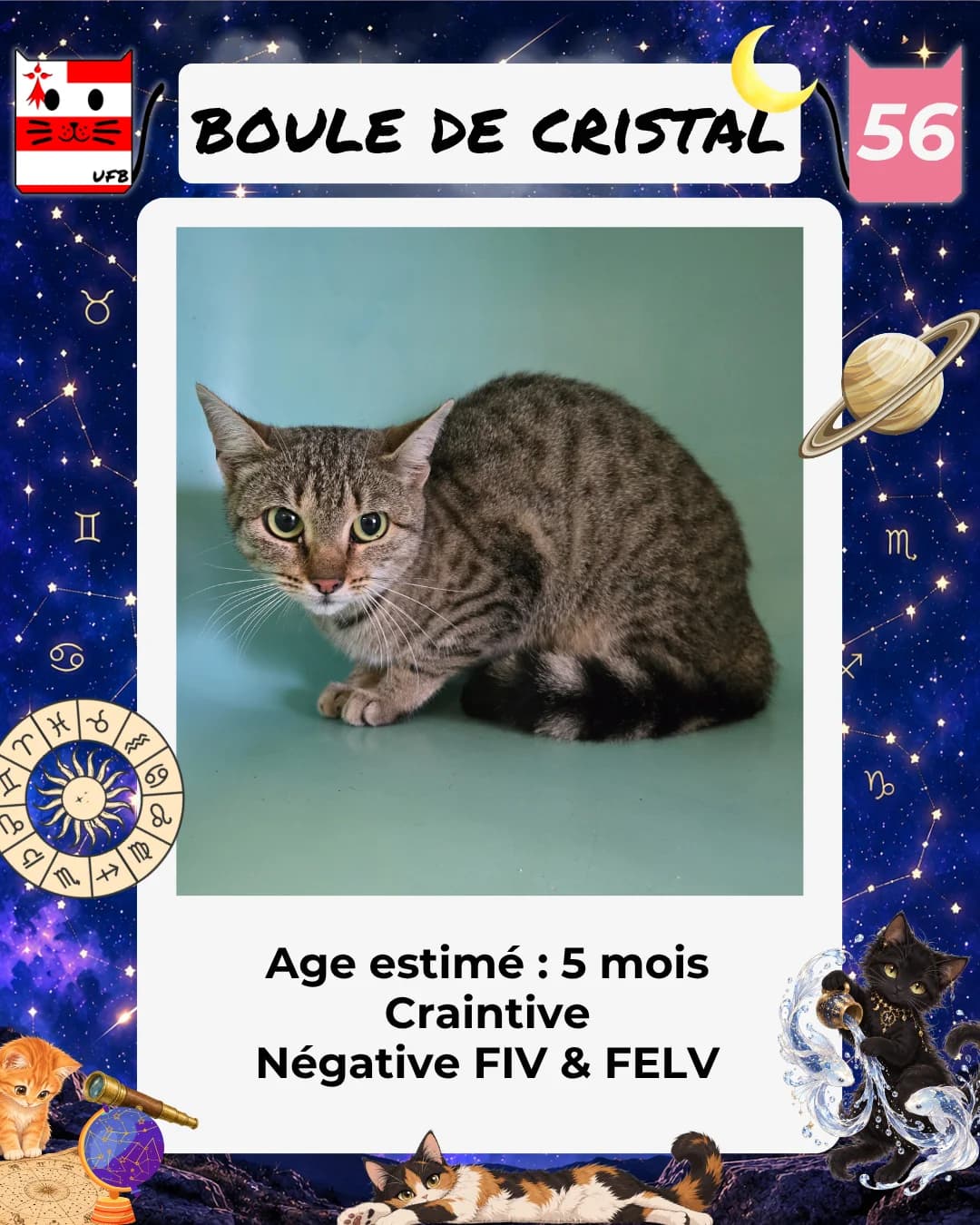 Boule de Cristal, Mixed Breed for adoption at Urgences Fourrières Bretagne