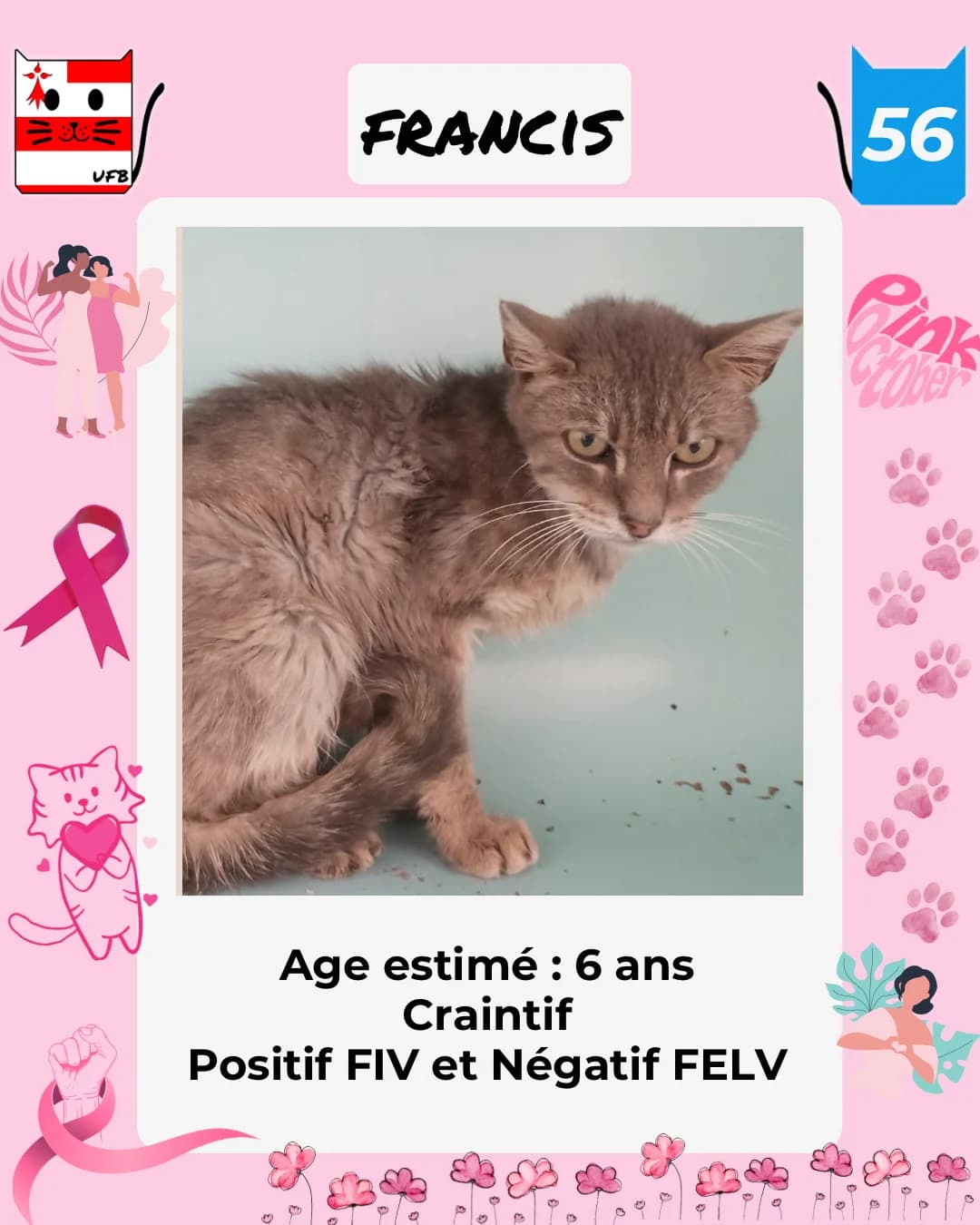 Francis, Mixed Breed for adoption at Urgences Fourrières Bretagne