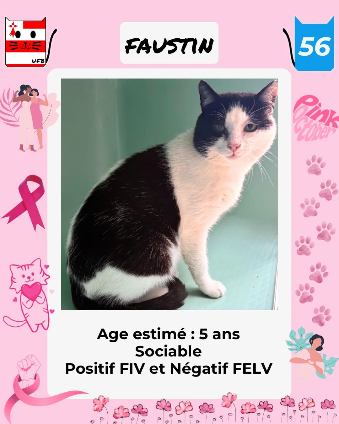 Faustin, Mixed Breed for adoption at Urgences Fourrières Bretagne