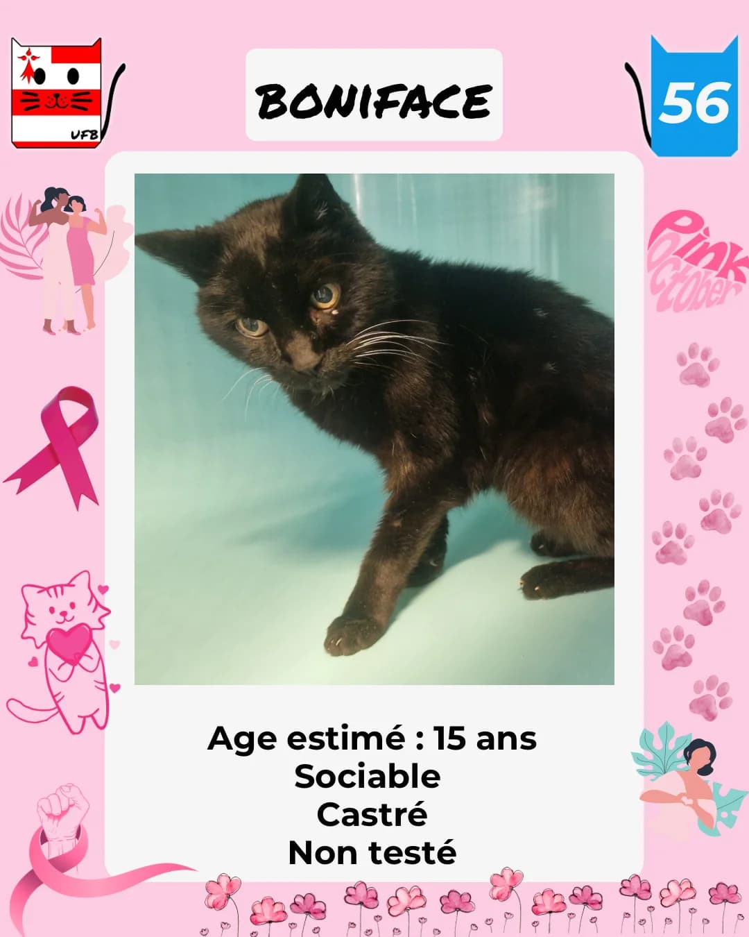 Boniface, Mixed Breed for adoption at Urgences Fourrières Bretagne