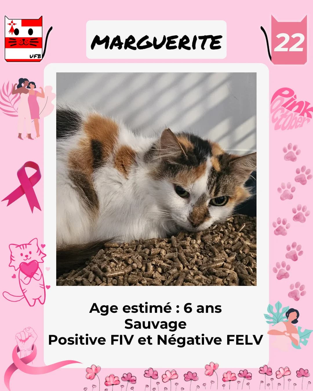 Marguerite, Mixed Breed for adoption at Urgences Fourrières Bretagne