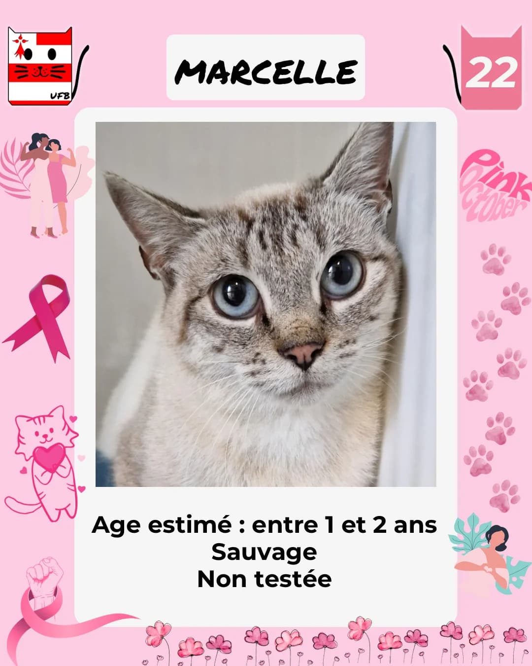 Marcelle, Mixed Breed for adoption at Urgences Fourrières Bretagne