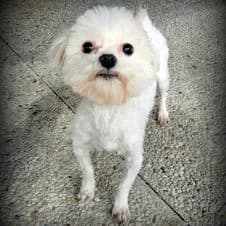 Dream, female young Maltese for adoption at Association Viking Sv2l Protection Animale