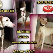 Favorita, female young Galgo Español for adoption at Association Viking Sv2l Protection Animale