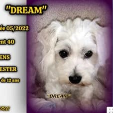 Kairi, female young mixed breed for adoption at Association Viking Sv2l Protection Animale