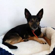 Mia, female 3yo Galgo Español for adoption at Association Viking Sv2l Protection Animale