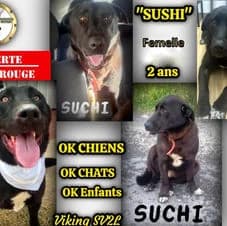 Okay, female 7yo Mixed Breed for adoption at Association Viking Sv2l Protection Animale