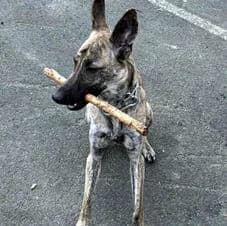 Olympia, female senior Mixed Breed for adoption at Association Viking Sv2l Protection Animale