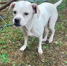 Unless, female young Mixed Breed for adoption at Association Viking Sv2l Protection Animale