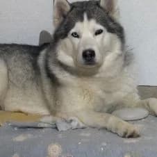 Lucky, male young Mixed Breed for adoption at Association Viking Sv2l Protection Animale