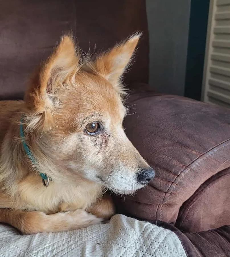 Chipie, female senior Mixed Breed for adoption at Volcanimo