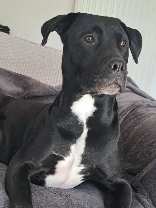 Drako, male 6yo Mixed Breed for adoption at Volcanimo
