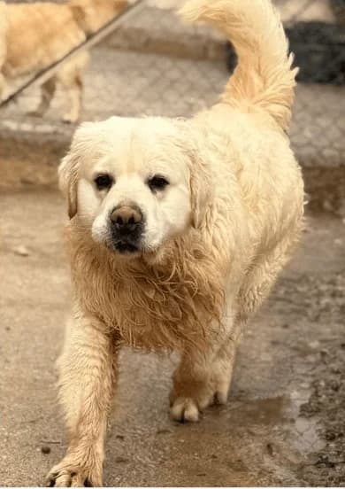 MIKA, 3yo Golden Retriever for adoption at WAMAKA, wamaka