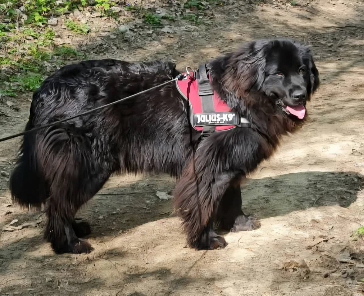 RYLEY, 6yo mixed breed for adoption at WAMAKA, wamaka