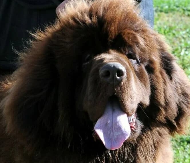 SUNNY, male 4yo mixed breed for adoption at WAMAKA, wamaka