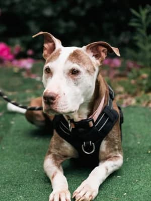 Attila, blanc et marron female senior mixed breed for adoption at Woof, woof in