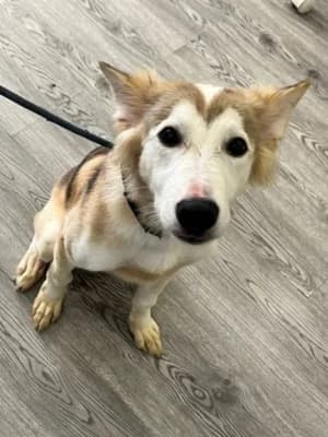 Edward, Beige sable avec de jolis reflets dorés male young Mixed Breed for adoption at Woof, woof in
