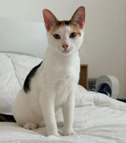 Chat-kira, puppy Mixed Breed for adoption at Association Zang, zang