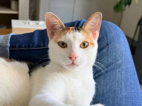 Chat-kira, puppy Mixed Breed for adoption at Association Zang, zang