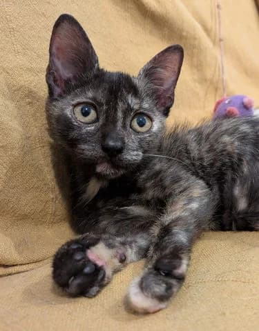 Kaline, puppy Mixed Breed for adoption at Association Zang, zang