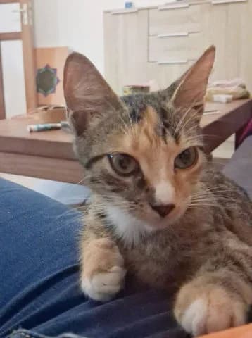 Louna, puppy Mixed Breed for adoption at Association Zang, zang