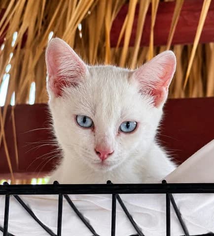 Neige, puppy Mixed Breed for adoption at Association Zang, zang