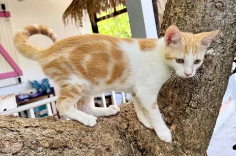 Tinou, puppy Mixed Breed for adoption at Association Zang, zang