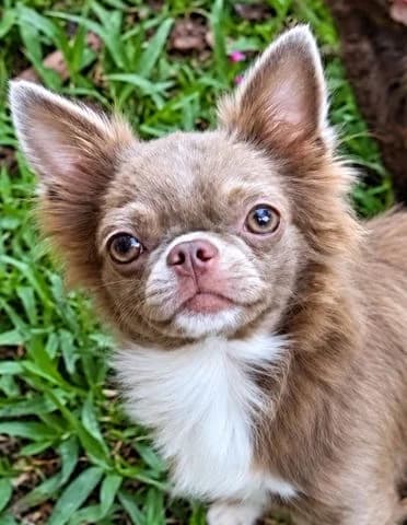 Andzhela, 5yo Mixed Breed for adoption at Association Zang, zang