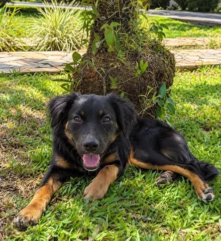 Baïla, young Mixed Breed for adoption at Association Zang, zang