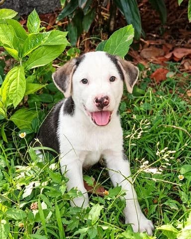 Baldo, puppy Mixed Breed for adoption at Association Zang, zang
