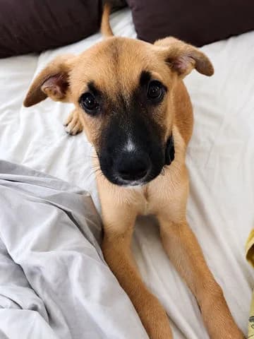 Bao, puppy Mixed Breed for adoption at Association Zang, zang