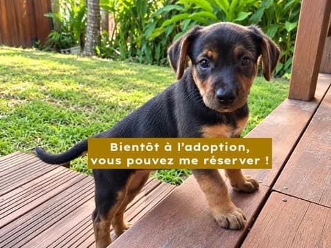 Belma, Mixed Breed for adoption at Association Zang, zang