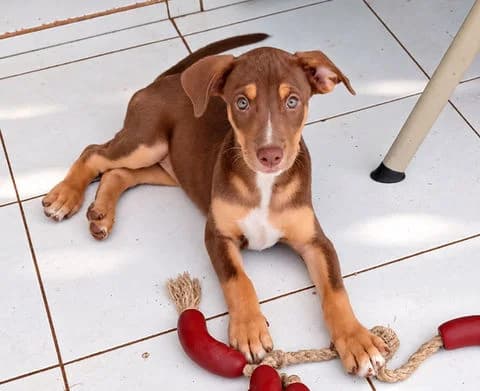 Blini, puppy Mixed Breed for adoption at Association Zang, zang